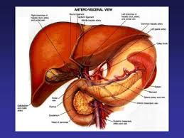 This diagram depicts location of liver in human anatomy. Label The Liver Gallbladder And Pancreas On Your Drawing From Monday Ppt Download