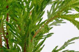 Image result for Selaginella molliceps