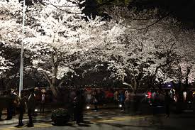 It's looks really romantic and beautiful when cherry actually, i haven't seen cherry blossoms in my real life. Korea S Best Springtime Destinations Stripes Korea