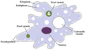 Kingdom Protista