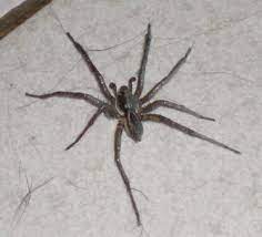 Wolf spiders bites are poisonous, but not lethal. The Australian Wolf Spider Is It Dangerous