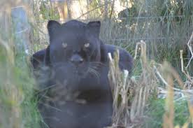 Big cat rescue corp., also known as bcr and previously known as wildlife on easy street, inc., operates an animal sanctuary in hillsborough county, florida, united states. Black Leopard No Such Thing As Black Panthers Fyi Picture Of Exotic Feline Rescue Center Centerpoint Tripadvisor