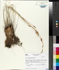 Image result for Ctenium concinnum