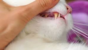 Find out how many teeth kittens have with help from a small animal and exotic veterinarian in this free video clip. Why Is My Kitten Or Cat Losing Teeth Pets Mentor