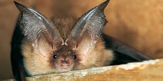 Meist besteht der einzige kontakt aus der ferne, wenn man sie beim ausflug beobachtet. Umgang Mit Verirrten Fledermausen Nabu