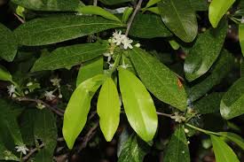 Image result for Erythroxylum emarginatum