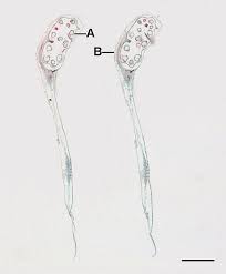 Image result for Isoetes welwitschii