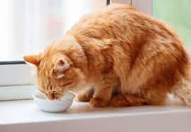 Treatment of stage 0 (noninvasive papillary carcinoma and carcinoma in situ). Symptoms Of Kidney Failure In Cats Huntersville Vet Lakecross Veterinary Hospital