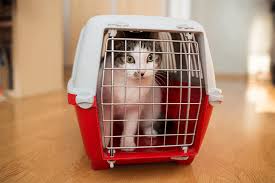 Mouse seen sitting on cat's head as scale of australia's mouse plague exposed. Cat Scared Of The Car How To Calm Down A Nervous Cat Comfort Zone
