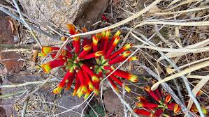 Image result for Pavetta gerstneri