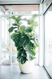 10 Tips For Keeping Your Fig Tree Fit As A Fiddle Fiddle Leaf Fig Tree Plants Fiddle Leaf Tree