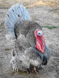 Wild Birds That Look Like Turkeys Blue Slate Turkeys Breeding Pair Nw Missouri Turkey Breeds Raising Turkeys Breeds