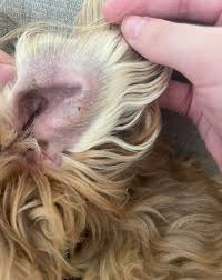 Image result for what do otodectes cynotis look like in dog fur