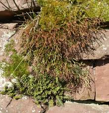Image result for Asplenium uhligii