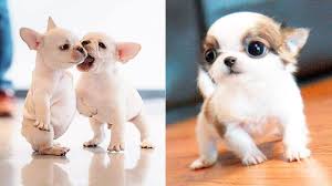 Baby Dogs Cute And Funny Dog Videos Compilation Trong 2020