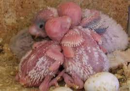 I Am Going To Share Some Knowledge I Have Of Care Of Budgie Babies In The Nest Firstly When New To Breeding Arm Yourself Baby Budgies Budgies Baby Parakeets