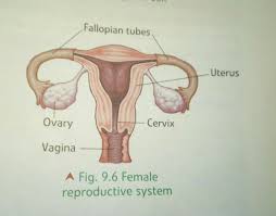 18 april 2009, 21:32 (utc). Explain With Diagram Reproductive System In Male And Female With Diagram Brainly In