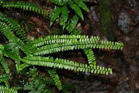 Image result for Asplenium inaequilaterale
