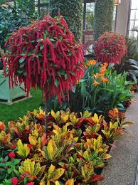 Image result for Acalypha hispida