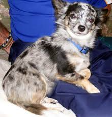 It's also free to list your available puppies and litters on our site. Blue Merle Chihuahua For Sale Petsidi