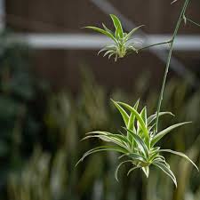 Image result for Chlorophytum hirsutum