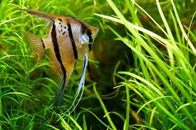 An introfuction to angelfish genetics and how different strains are produced. Care Guide For Freshwater Angelfish The Feisty Angel Of The Aquarium Aquarium Co Op