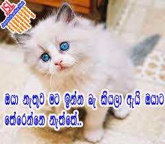 ( 3 ) funny cats photos ( 2 ) funny christmas pictures ( 1. Download Sinhala Joke 245 Photo Picture Wallpaper Free Jayasrilanka Net