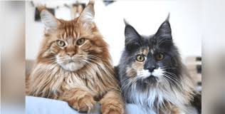 A munchkin female trying to give birth to maine coon kittens could be difficult and even dangerous. 17 Reasons To Never Adopt A Maine Coon Cat Holidogtimes