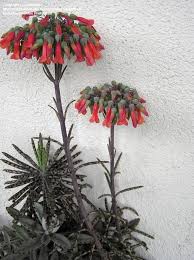 Pin On Outdoor Goodies Plants