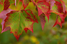 We did not find results for: Temperate Deciduous Forests Natureworks