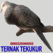 1280 x 720 jpeg 83 кб. 6000 Gambar Burung Derkuku Hd Gambar Id