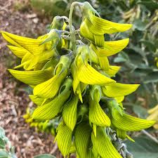 Image result for Crotalaria barkae