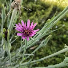 Salsify At Munno Para There S A Lot Of Edible Plants Springing Up Around The Shops There In 2020