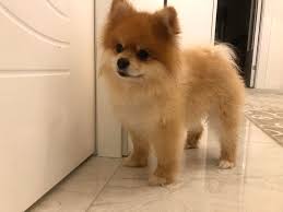 Pomeranian Boo Fiyatlari Ve Pomeranian Yavrusu Hakkinda Detayli Bilgiler Burada Pomeranian Yavrusu Kopek Teddy Bear