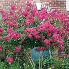 Crepe Myrtle Sioux Garden Express Online Nursery Myrtle Tree Crape Myrtle Spring Blooming Trees