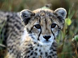 Check out this fantastic collection of cheetah iphone wallpapers, with 42 cheetah iphone background images for your desktop, phone or tablet. Baby Cheetahs Wallpapers Wallpaper Cave