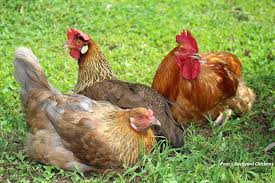Easy backyard chicken coop plans. Pam S Backyard Chickens A Top Ten List Of The Best Chickens For Eggs