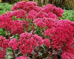 Sedum is a large genus of flowering plants in the family crassulaceae, members of which are commonly known as stonecrops. Sedum Thunderhead Bluestone Perennials