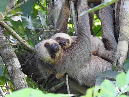Noted for their slowness of movement. The Sloth Takes A Leap To Become A National Symbol Q Costa Rica