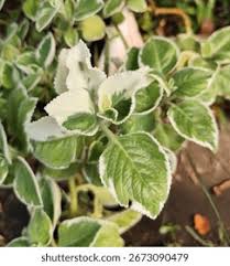 Image result for Coleus amboinicus