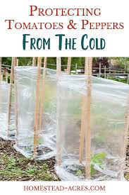 Make at least 10 trellises with a $14 wire mesh roll from your local home goods store. Easiest Way To Protect Pepper And Tomato Plants From The Cold Homestead Acres
