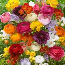 Image result for Ranunculus volkensii