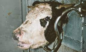 This Is What Humane Slaughter Looks Like Is It Good Enough Modern Farmer