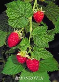 Canby Red Raspberry Growing Raspberries Raspberry Plants Raspberry