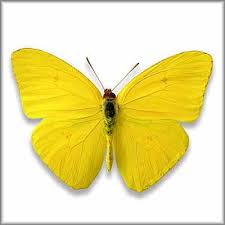 Yellow Butterfly Gracefully Flying Around Ahead Of Us A Beautiful Yellow Butterfly Yellow Butterfly Yellow Butterfly Tattoo Butterfly Pictures