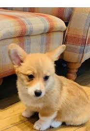 Find pembroke welsh corgi puppies and breeders in your area and helpful pembroke welsh corgi information. Pembroke Welsh Corgi Dog Shipping Rates Services