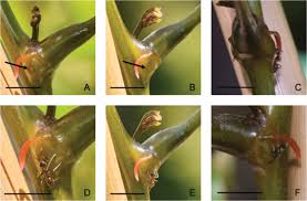 Image result for Entada arenaria