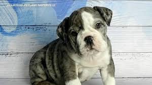 World class breeder of quality olde english bulldogge puppies. Rare Blue Merle Bulldog Puppy Stolen From Naperville Pet Store Abc7 Chicago