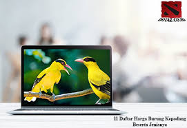 Update harga burung dunia kicaumania. 11 Daftar Harga Burung Kepodang Beserta Jenisnya