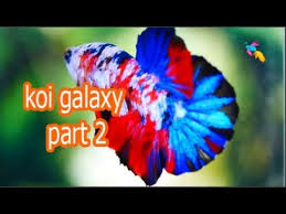 Koi Galaxy Part 2 Ca Betta Chia Sẻ Kinh Nghiệm Youtube